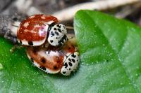 Harmonia quadripunctata