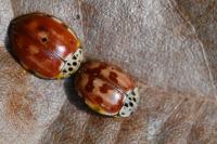 Harmonia quadripunctata