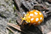 Halyzia sedecimguttata