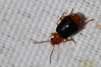 Lebia marginata