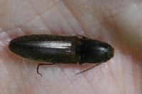 Athous haemorrhoidalis