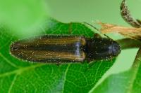 Athous vittatus
