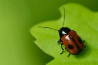 Cryptocephalus bipunctatus