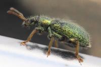 Phyllobius betulinus