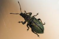 Phyllobius betulinus