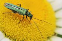Oedemera nobilis
