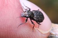 Elaphrus cupreus