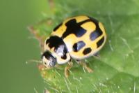 Propylea quatuordecimpunctata
