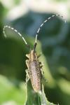Agapanthia villosoviridescens