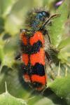 Trichodes alvearius