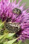 Oxythyrea funesta
