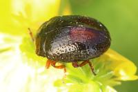 Chrysolina bankii