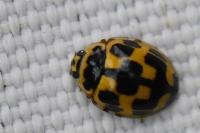 Propylea quatuordecimpunctata