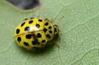 Psyllobora vigintiduopunctata