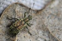 Polydrusus cervinus