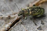 Polydrusus cervinus
