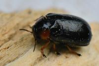 Smaragdina aurita