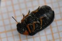 Smaragdina aurita