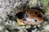 Dendroxena quadrimaculata