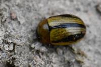 Gonioctena olivacea