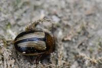 Gonioctena olivacea