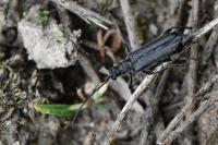 Grammoptera abdominalis