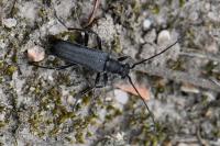 Grammoptera abdominalis