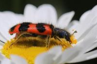 Trichodes alvearius