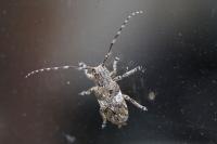 Mesosa nebulosa