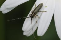 Agapanthia cardui
