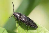 Cidnopus pilosus