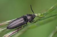 Cidnopus pilosus