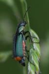 Malachius bipustulatus