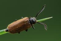Drilus flavescens
