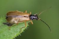 Rhagonycha lignosa
