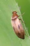 Anaspis maculata