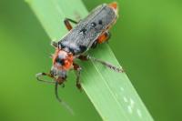 Cantharis rustica