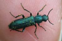 Psilothrix viridicoerulea