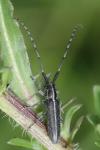 Agapanthia cardui