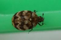 Anthrenus verbasci