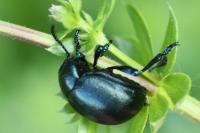 Timarcha goettingensis