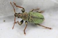 Phyllobius betulinus