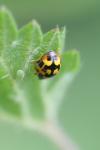 Propylea quatuordecimpunctata