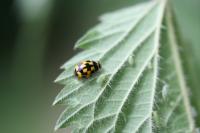 Propylea quatuordecimpunctata