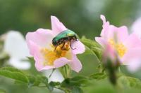 Cetonia aurata