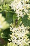 Clytus arietis