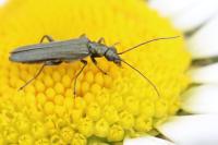 Oedemera lurida