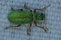 Polydrusus pterygomalis