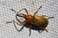 Dorytomus longimanus