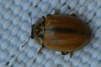 Aphidecta obliterata